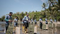 Peduli Lingkungan, Pertamina Patra Niaga Sulawesi Tanam 1.000 Bibit Mangrove di Pantai Desa Tongo