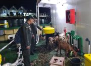 Cegah Penyebaran PMK, Karantina Sultra Tegas Tolak Tiga Ekor Kambing Tak Berdokumen