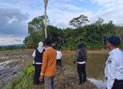 Inovasi Distan Manfaatkan RUBUHA Kendalikan Hama Tikus di Kawasan Persawahan Amohalo Baruga