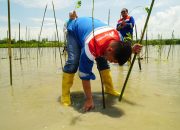 Hadir untuk Negeri, Pertamina Patra Niaga Sulawesi Tanam 1.000 Bibit Mangrove di Cagar Alam Panua