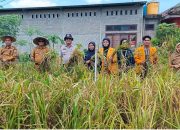 Distan Dorong Potensi Pengembangan Padi Gogo di Kota Kendari: Ubah Lahan Kering Jadi Potensial