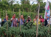 Balai Penyuluhan Pertanian Baruga Dukung Peningkatan Produksi Cabai untuk Stabilitas Harga