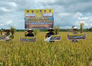Kadis Tanaman Pangan Sultra Pimpin Panen Raya Padi Sawah di Desa Lebo Jaya: Dorong Produksi 1 Juta Ton per Tahun