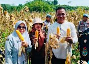 Sinergi Pemkot Kendari dan Polda Sultra: Panen Raya Jagung di Abeli Dalam Perkuat Ketahanan Pangan Nasional
