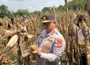 Kapolda Irjen Pol Didik Agung Widjanarko Pimpin Panen Raya Jagung di Abeli Dalam: Wujud Komitmen Dukung Program Ketahanan Pangan