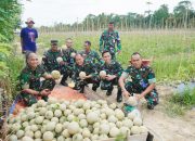 Program Ketahanan Pangan Lanud Haluoleo Buahkan Hasil, Danlanud bersama Jajaran Panen Raya Buah Melon