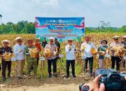 Pemprov Apresiasi Panen Raya Jagung Polda Sultra Dukung Program Ketahanan Pangan Nasional