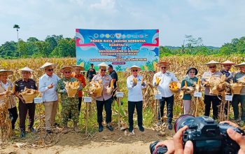 Pemprov Apresiasi Panen Raya Jagung Polda Sultra Dukung Program Ketahanan Pangan Nasional