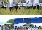 Gubernur, Walikota dan Forkopimda Kompak Panen Padi Sawah di Amohalo: Produksi Capai 5,5 Ton per Hektar