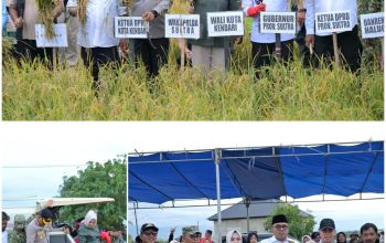 Gubernur, Walikota dan Forkopimda Kompak Panen Padi Sawah di Amohalo: Produksi Capai 5,5 Ton per Hektar