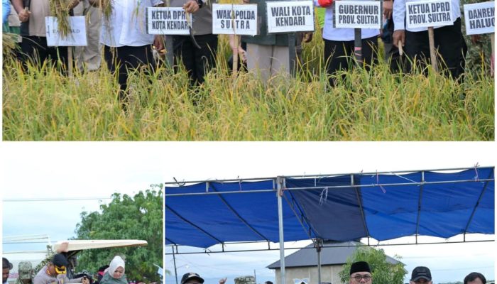 Gubernur, Walikota dan Forkopimda Kompak Panen Padi Sawah di Amohalo: Produksi Capai 5,5 Ton per Hektar