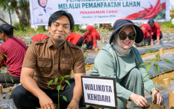 Komisi II DPRD Kendari Apresiasi Gerakan Kendari Menanam, Cabai Jadi ‘Senjata’ Tekan Inflasi