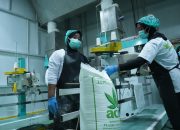 Barantin dan Pemprov Sultra Lepas Ekspor Tepung Tapioka dan Minyak Kelapa Senilai Rp10,9 Miliar ke Tiongkok dan Malaysia